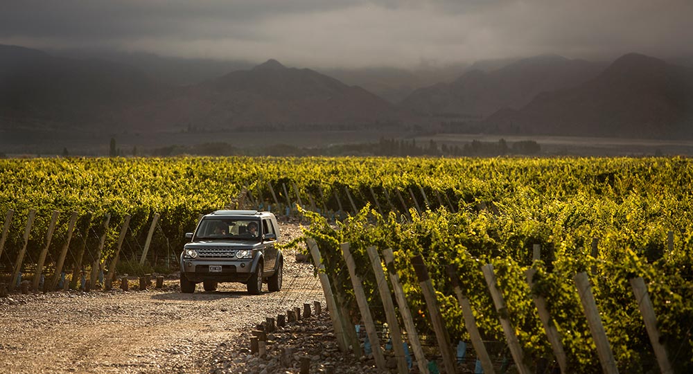 Driving Through The Vines