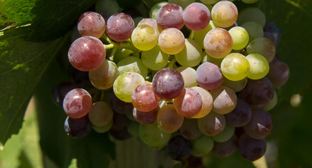 Grapes Turning Color