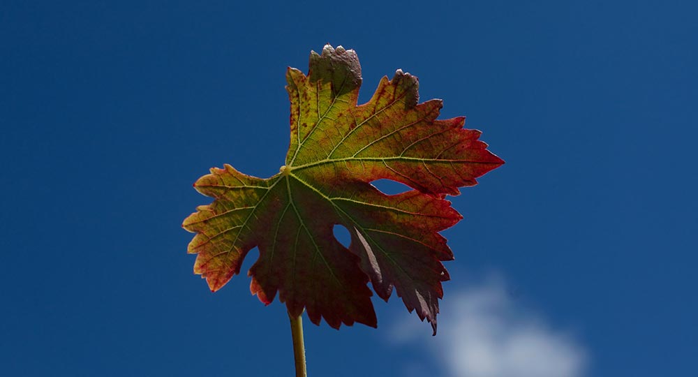 Grape Leaf