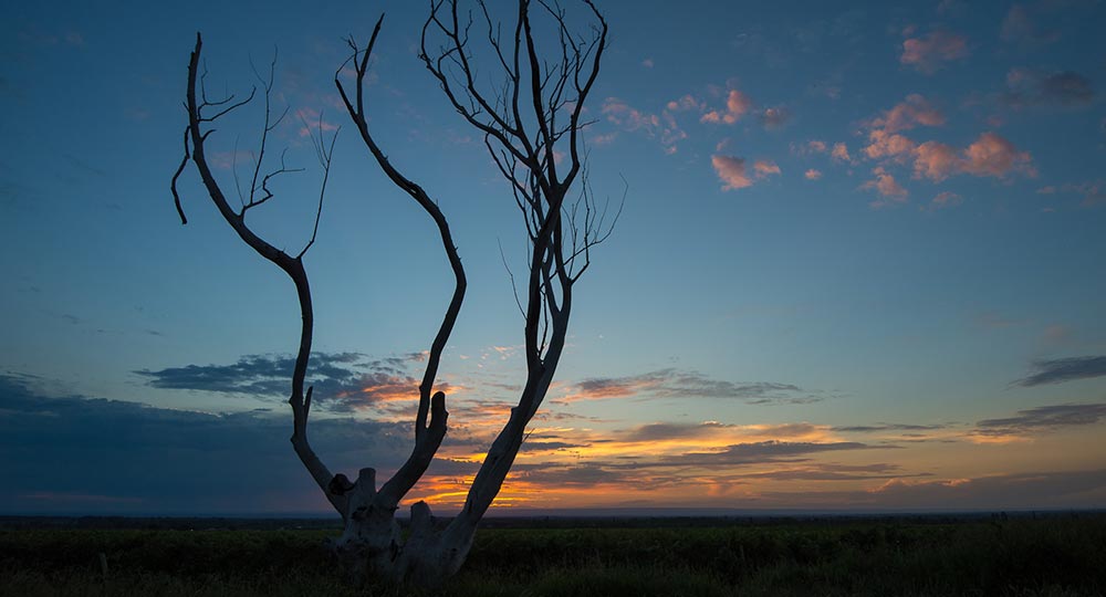 The Trees of Mendoza