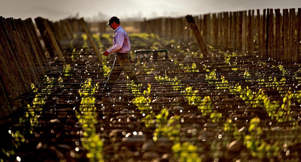 Walking the Rows