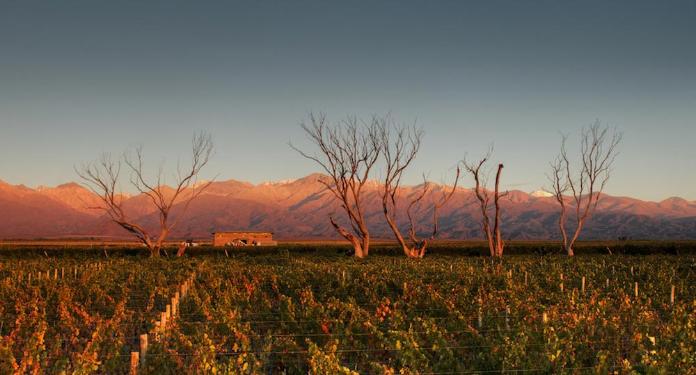 The Trees of Mendoza