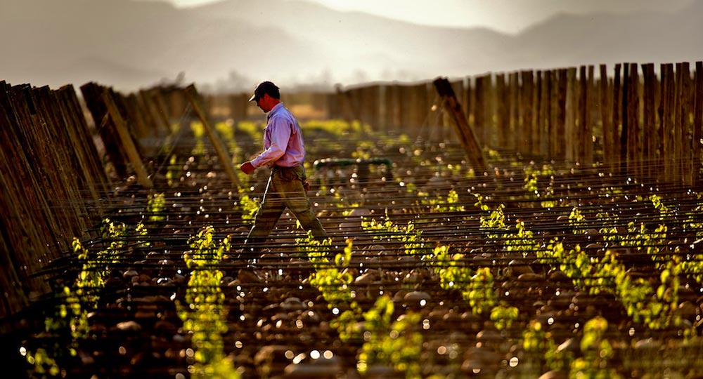 Winemaker